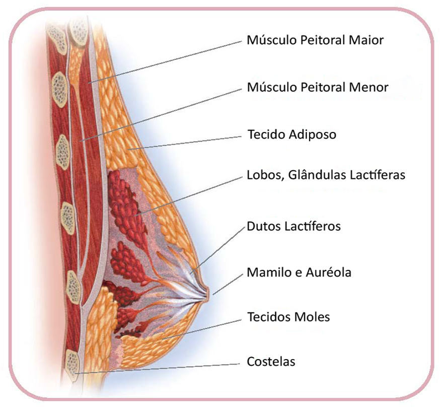 anatomia da mama